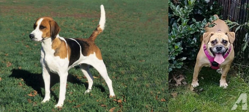 Beabull vs English Foxhound - Breed Comparison