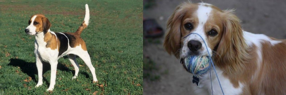Cockalier vs English Foxhound - Breed Comparison