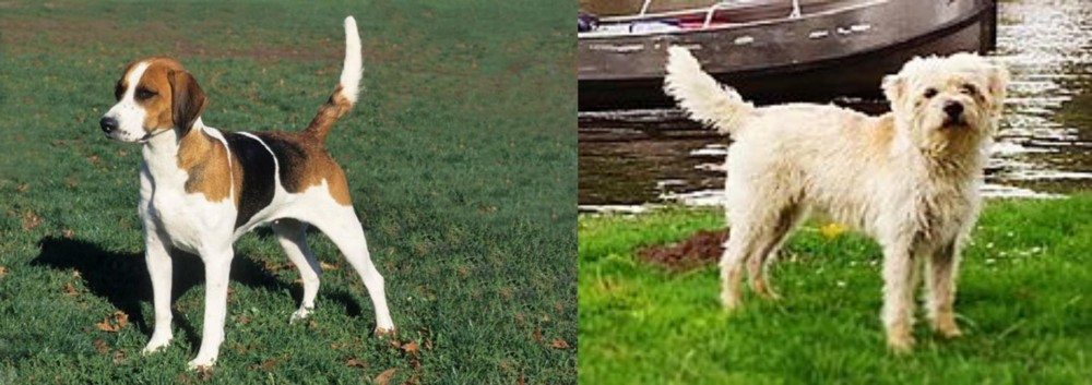 Dutch Smoushond vs English Foxhound - Breed Comparison