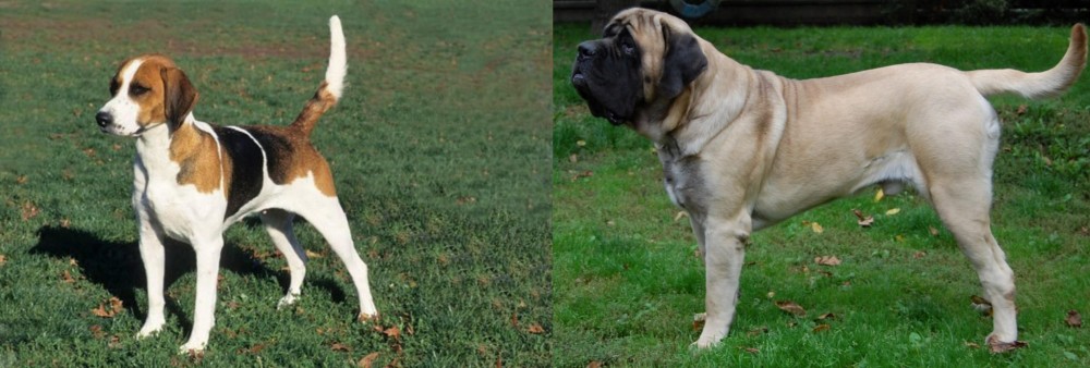 English Mastiff vs English Foxhound - Breed Comparison