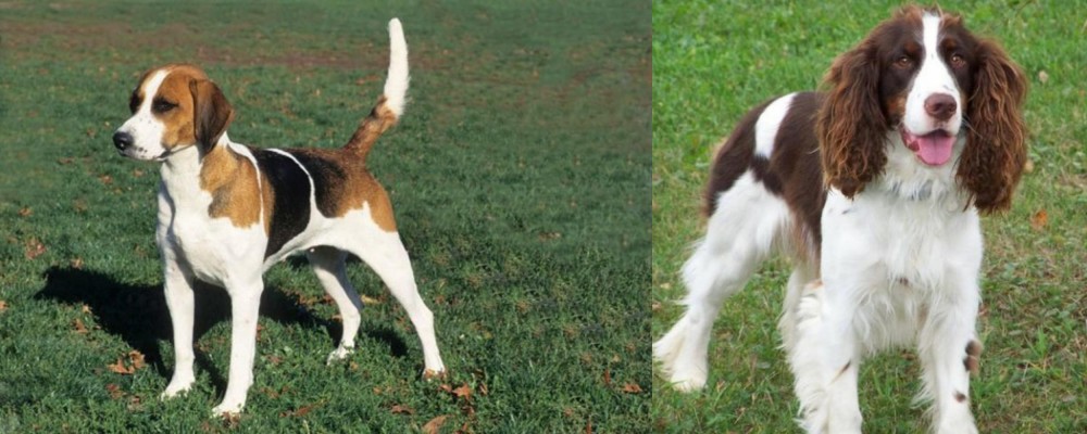 English Springer Spaniel vs English Foxhound - Breed Comparison