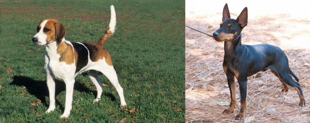 English Toy Terrier (Black & Tan) vs English Foxhound - Breed Comparison