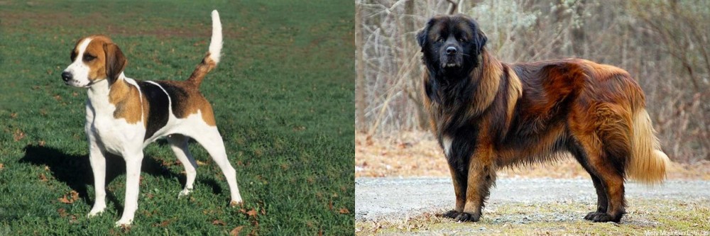 Estrela Mountain Dog vs English Foxhound - Breed Comparison