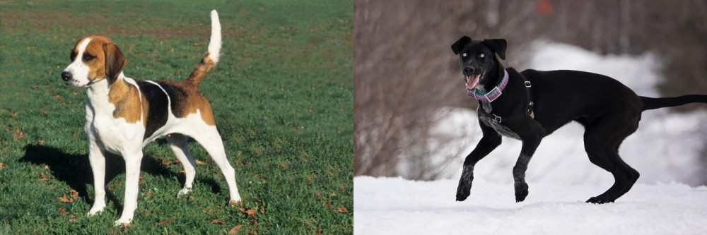 Eurohound vs English Foxhound - Breed Comparison