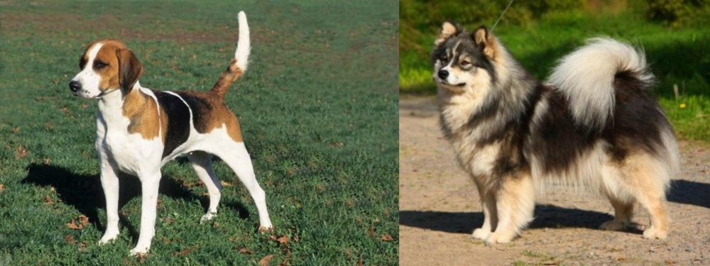 Finnish Lapphund vs English Foxhound - Breed Comparison