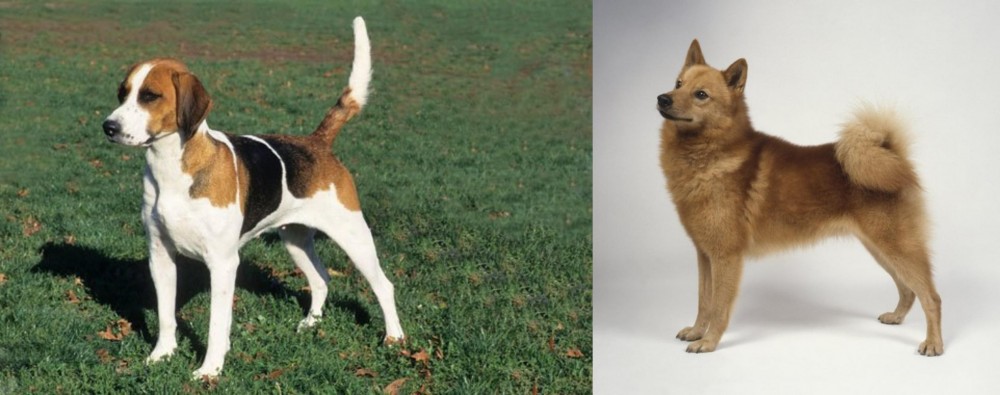 Finnish Spitz vs English Foxhound - Breed Comparison