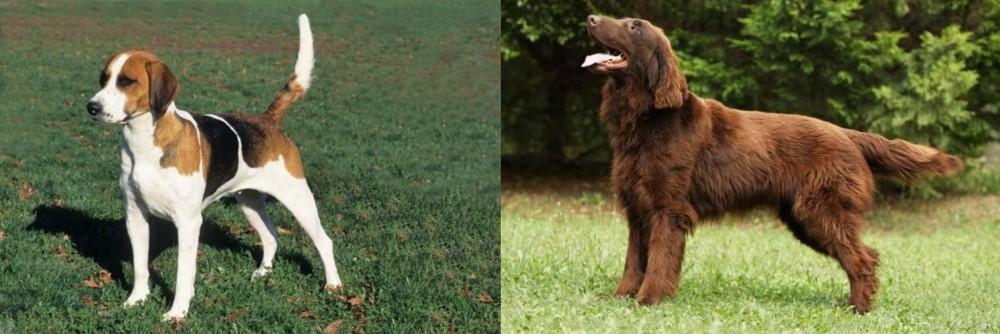 Flat-Coated Retriever vs English Foxhound - Breed Comparison