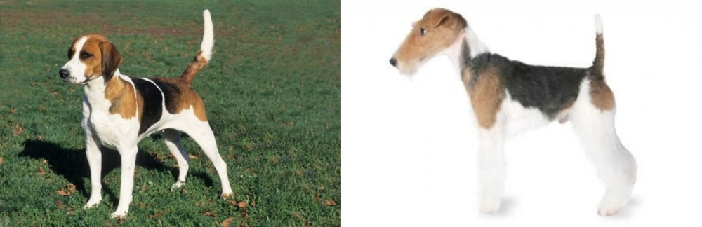 Fox Terrier vs English Foxhound - Breed Comparison