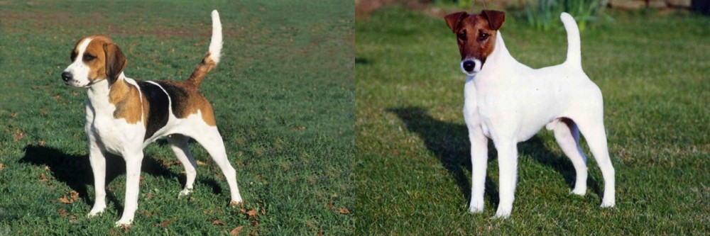Fox Terrier (Smooth) vs English Foxhound - Breed Comparison