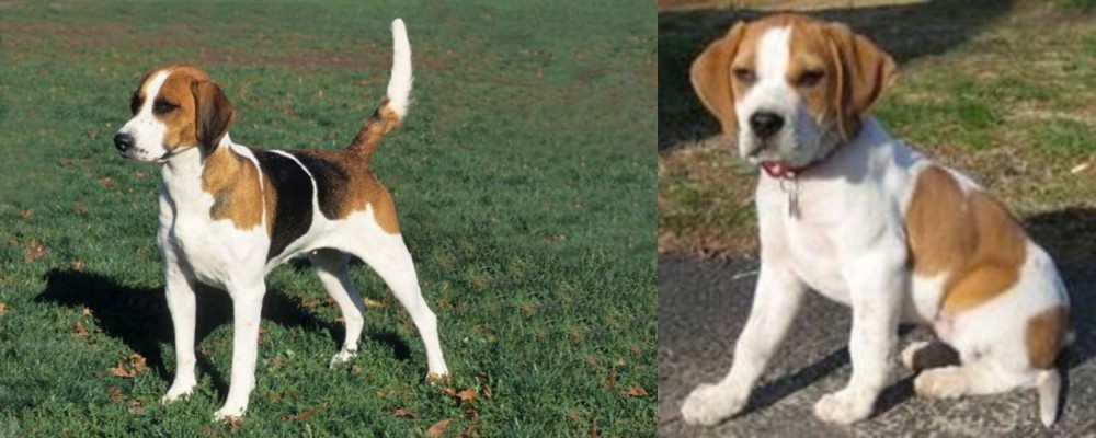 Francais Blanc et Orange vs English Foxhound - Breed Comparison