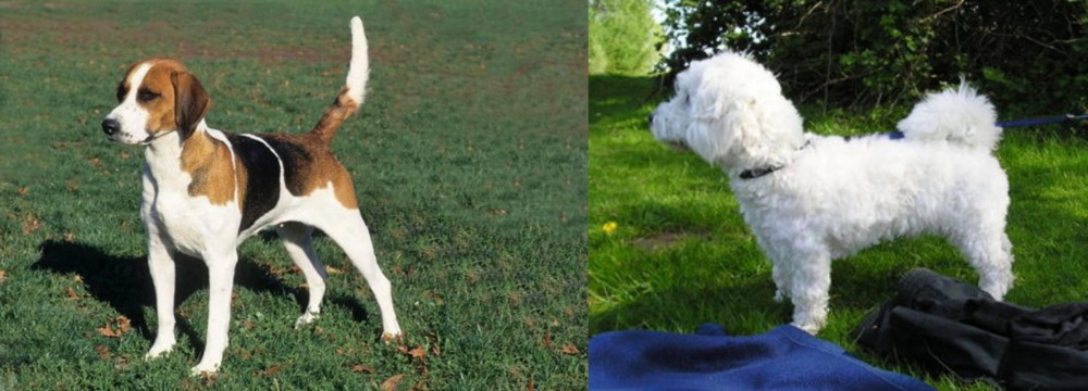 Franzuskaya Bolonka vs English Foxhound - Breed Comparison