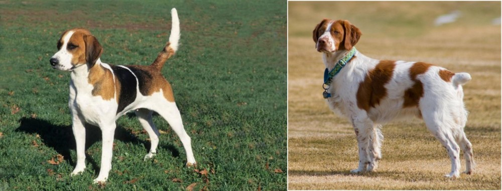 French Brittany vs English Foxhound - Breed Comparison
