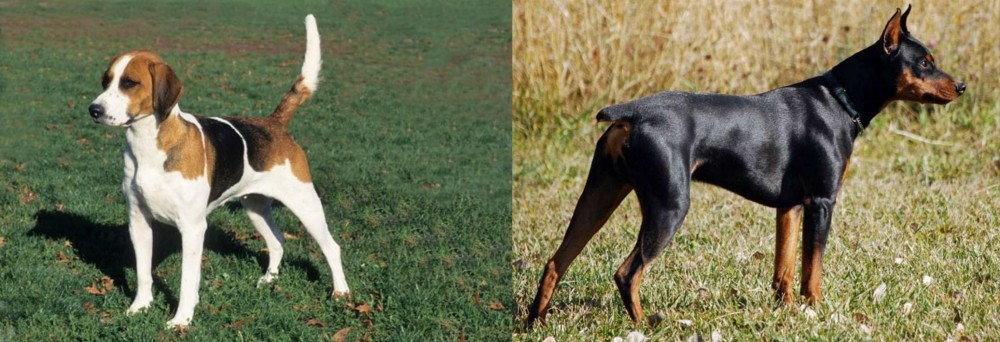 German Pinscher vs English Foxhound - Breed Comparison
