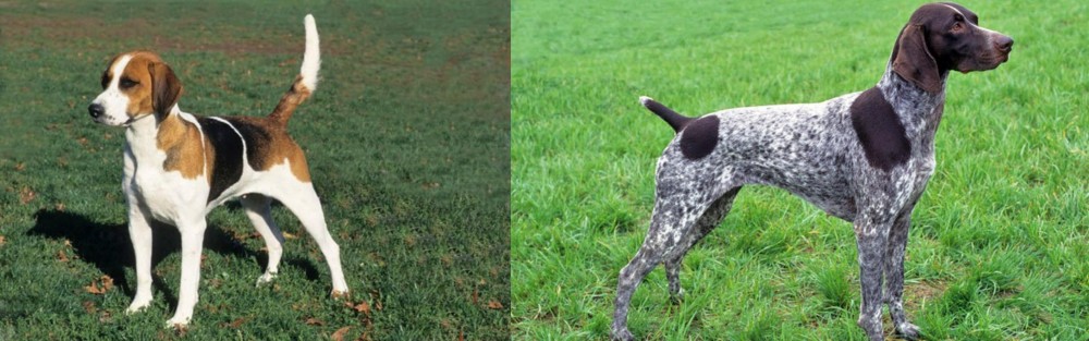 German Shorthaired Pointer vs English Foxhound - Breed Comparison
