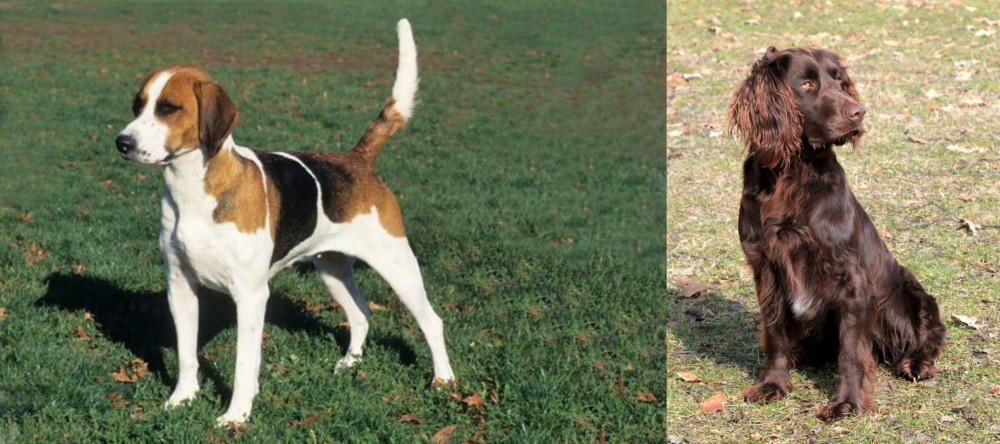 German Spaniel vs English Foxhound - Breed Comparison