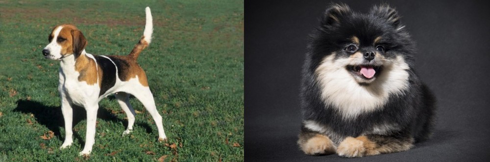 German Spitz (Klein) vs English Foxhound - Breed Comparison