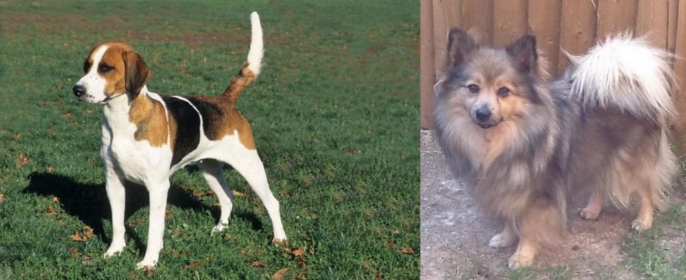 German Spitz (Mittel) vs English Foxhound - Breed Comparison
