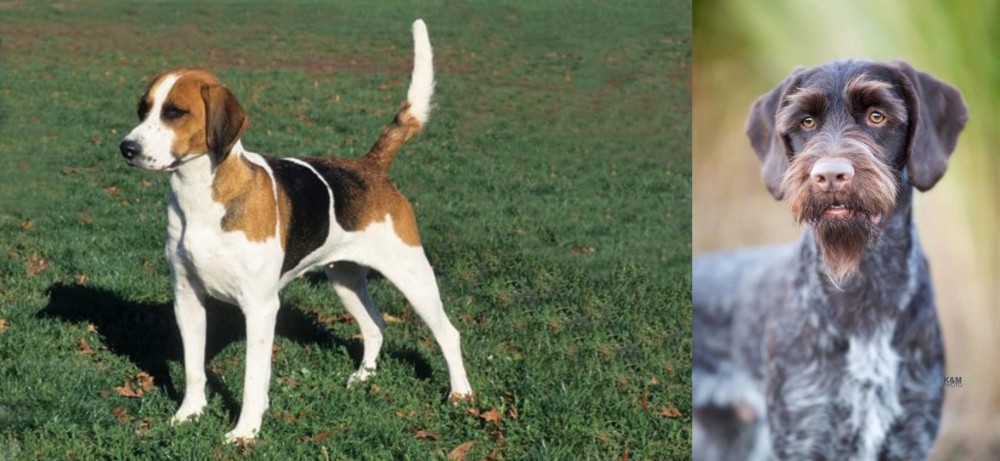 German Wirehaired Pointer vs English Foxhound - Breed Comparison