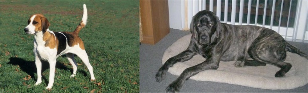 Giant Maso Mastiff vs English Foxhound - Breed Comparison