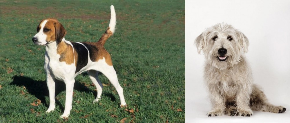 Glen of Imaal Terrier vs English Foxhound - Breed Comparison