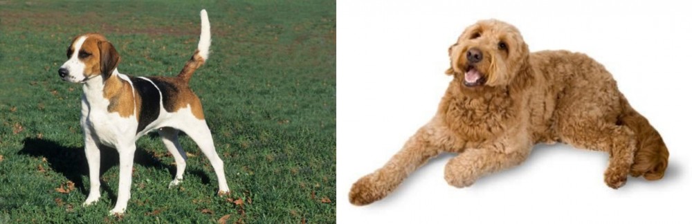 Golden Doodle vs English Foxhound - Breed Comparison
