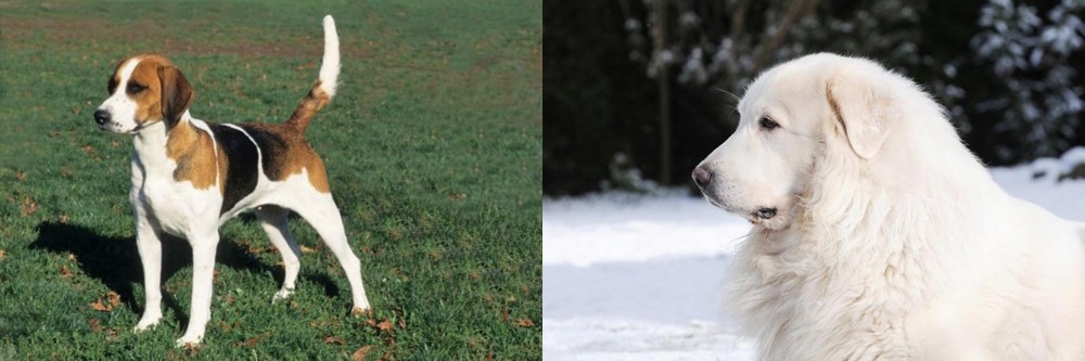 Great Pyrenees vs English Foxhound - Breed Comparison