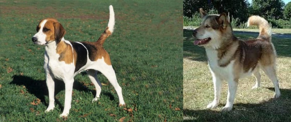 Greenland Dog vs English Foxhound - Breed Comparison