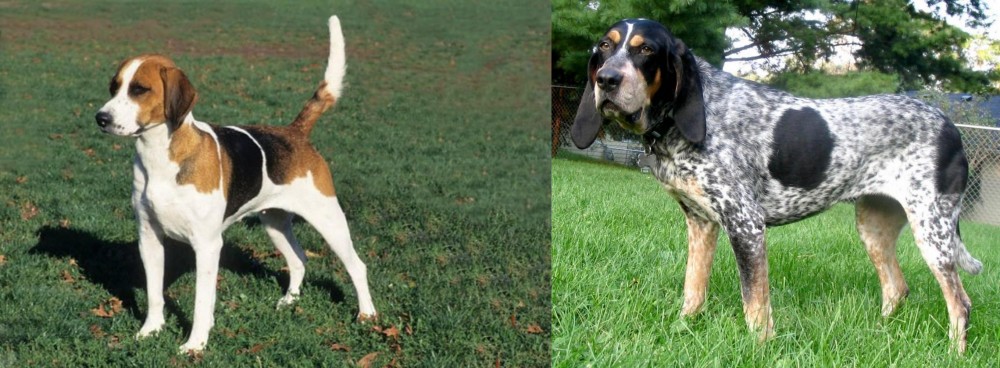 Griffon Bleu de Gascogne vs English Foxhound - Breed Comparison