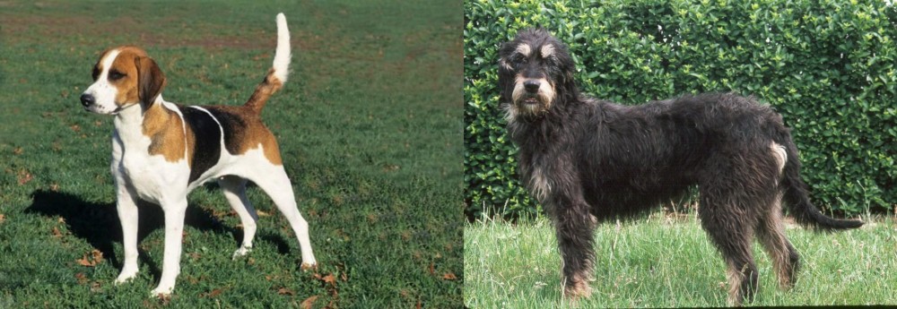 Griffon Nivernais vs English Foxhound - Breed Comparison