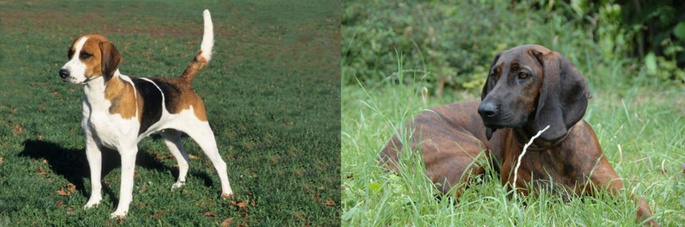 Hanover Hound vs English Foxhound - Breed Comparison