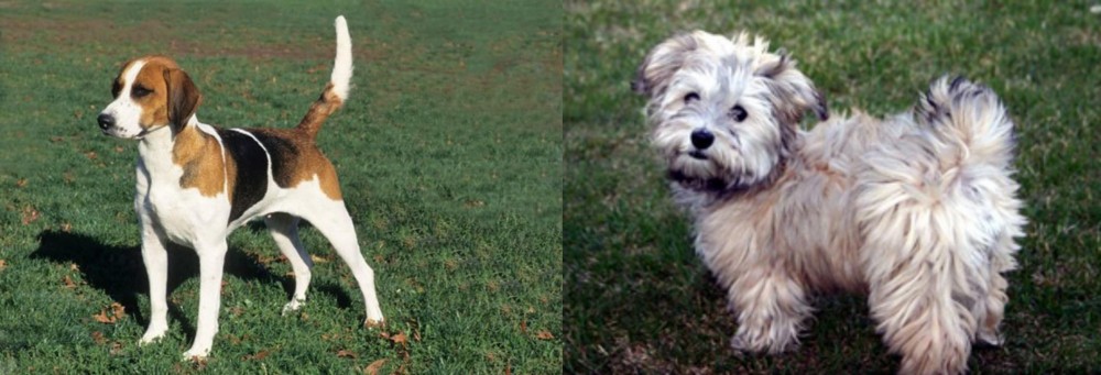 Havapoo vs English Foxhound - Breed Comparison