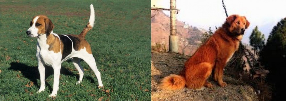 Himalayan Sheepdog vs English Foxhound - Breed Comparison