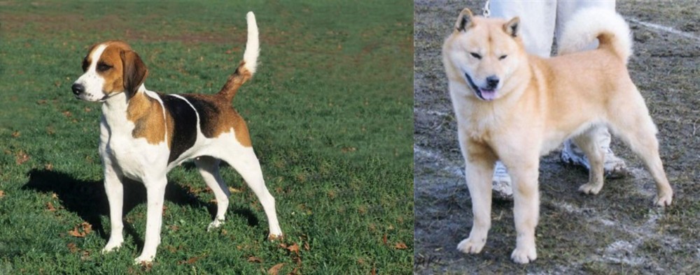 Hokkaido vs English Foxhound - Breed Comparison