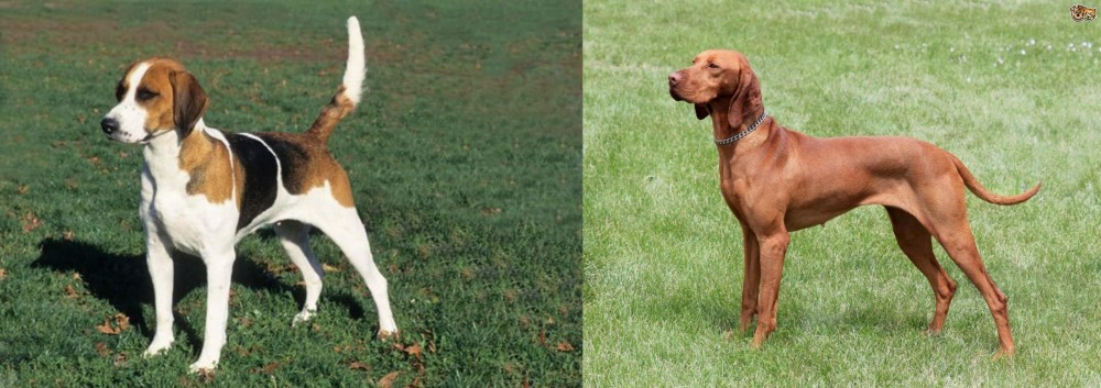 Hungarian Vizsla vs English Foxhound - Breed Comparison