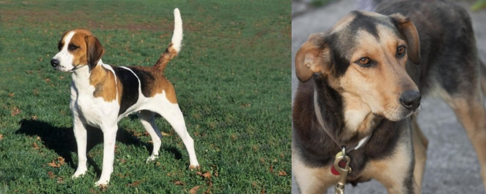 Huntaway vs English Foxhound - Breed Comparison