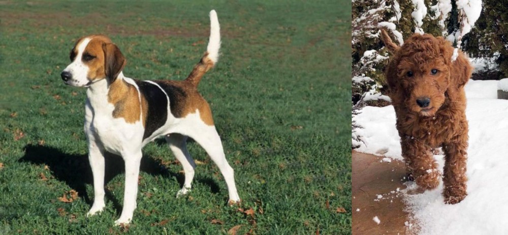 Irish Doodles vs English Foxhound - Breed Comparison