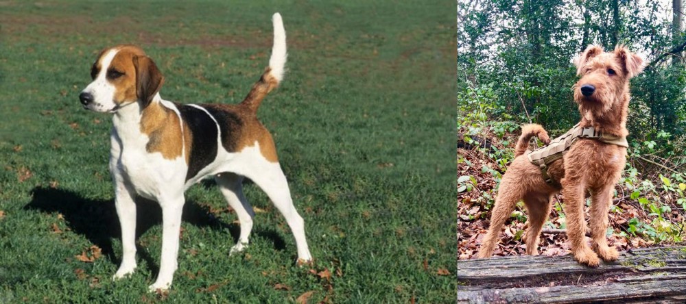 Irish Terrier vs English Foxhound - Breed Comparison