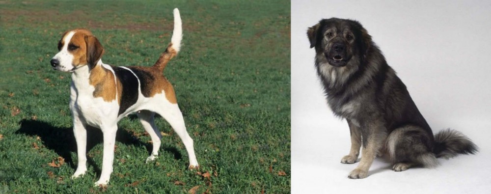 Istrian Sheepdog vs English Foxhound - Breed Comparison