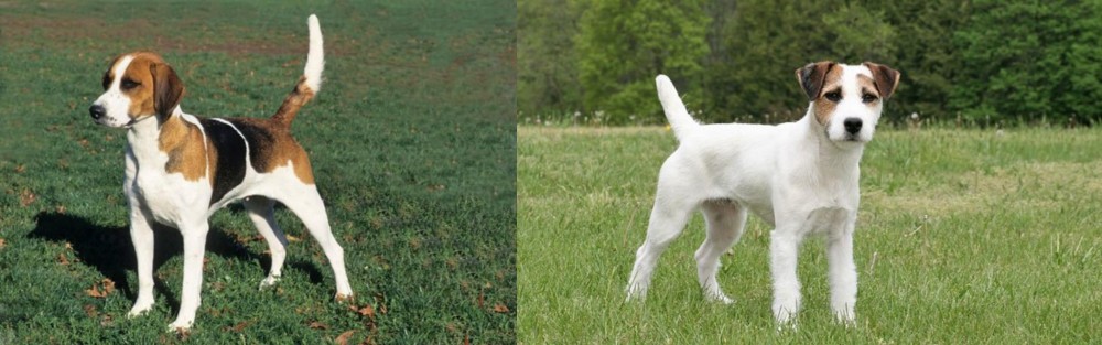 Jack Russell Terrier vs English Foxhound - Breed Comparison