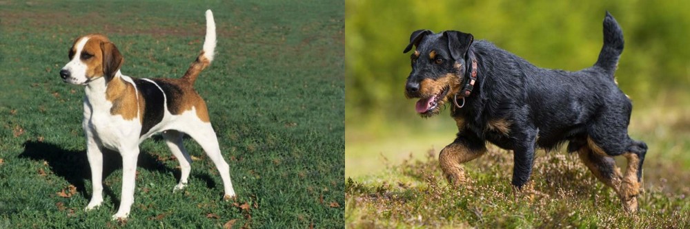 Jagdterrier vs English Foxhound - Breed Comparison