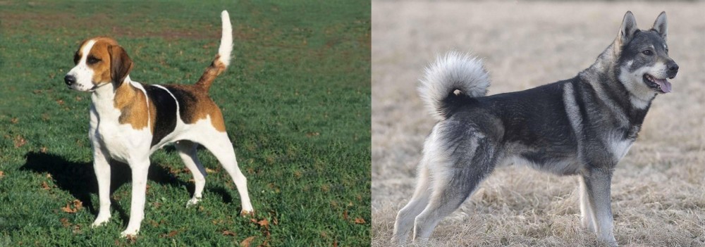 Jamthund vs English Foxhound - Breed Comparison