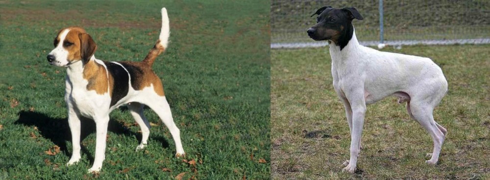 Japanese Terrier vs English Foxhound - Breed Comparison