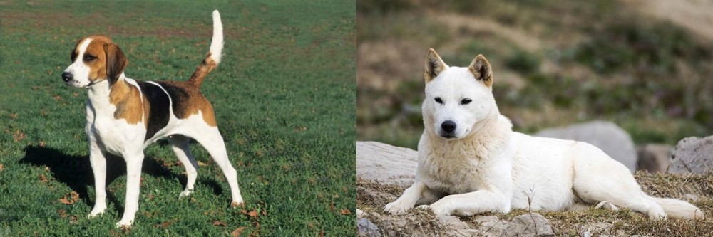 Jindo vs English Foxhound - Breed Comparison
