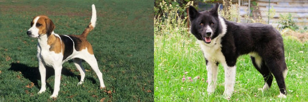Karelian Bear Dog vs English Foxhound - Breed Comparison