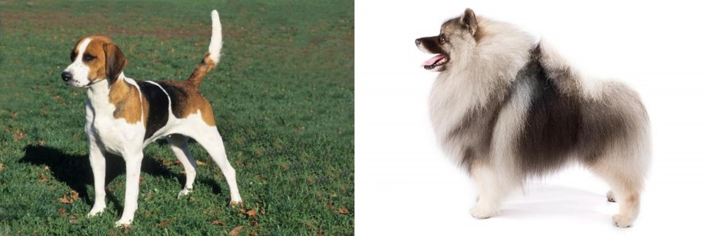 Keeshond vs English Foxhound - Breed Comparison