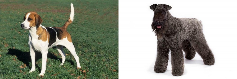 Kerry Blue Terrier vs English Foxhound - Breed Comparison