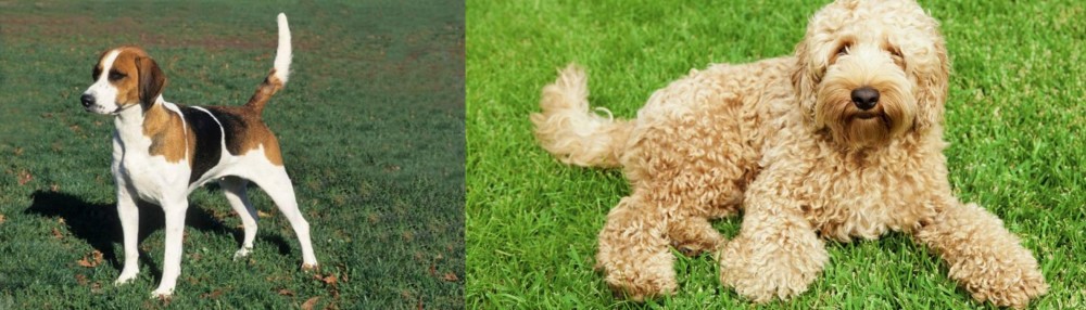 Labradoodle vs English Foxhound - Breed Comparison