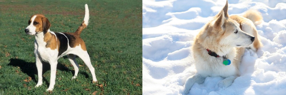 Labrador Husky vs English Foxhound - Breed Comparison
