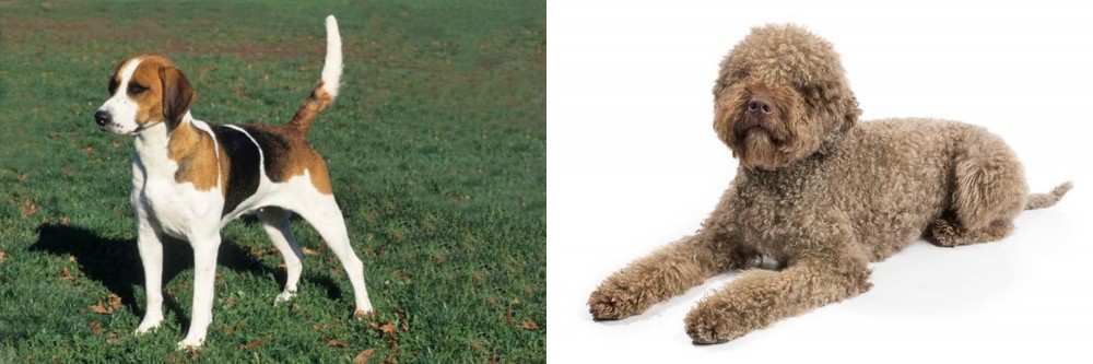 Lagotto Romagnolo vs English Foxhound - Breed Comparison