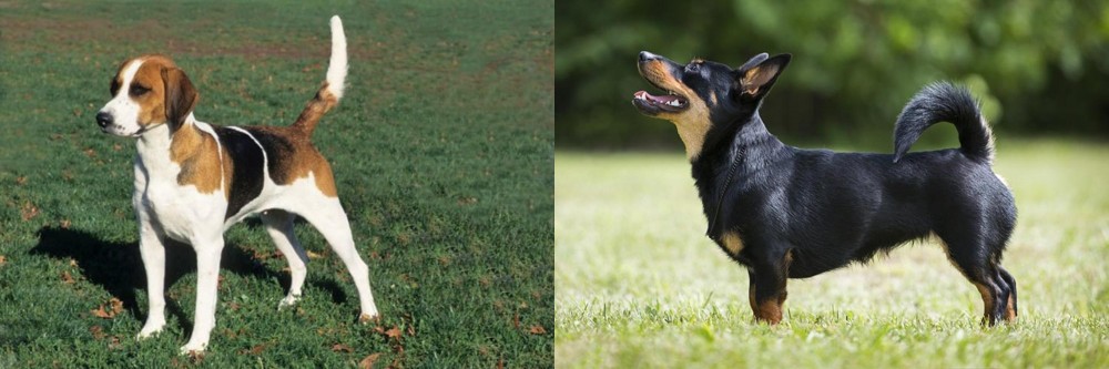 Lancashire Heeler vs English Foxhound - Breed Comparison